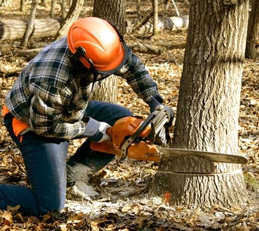 Tree Removal in Wilder, TN